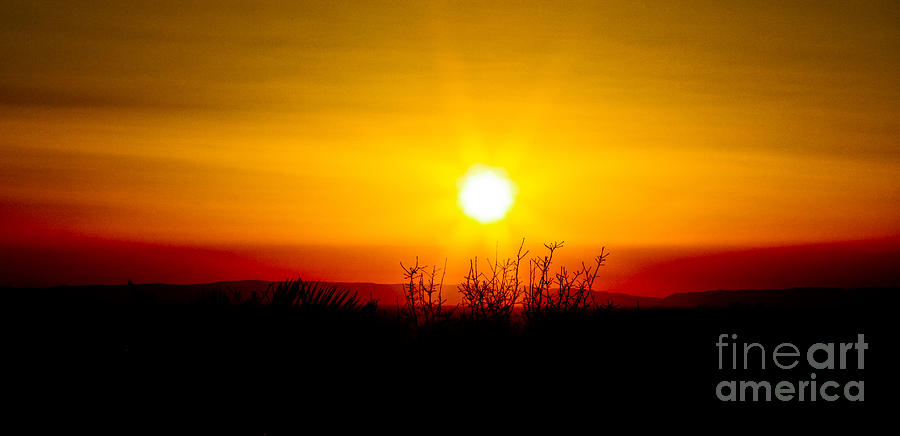 Sunflower Sunset Photograph by Mitch Shindelbower