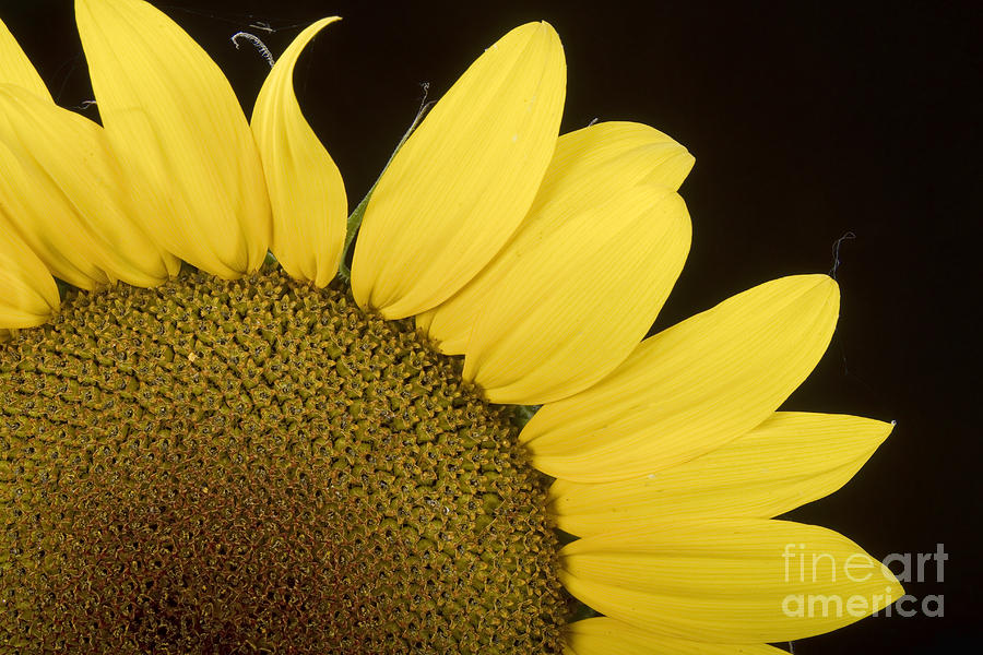 Sunflower Sunshine Photograph by James BO Insogna
