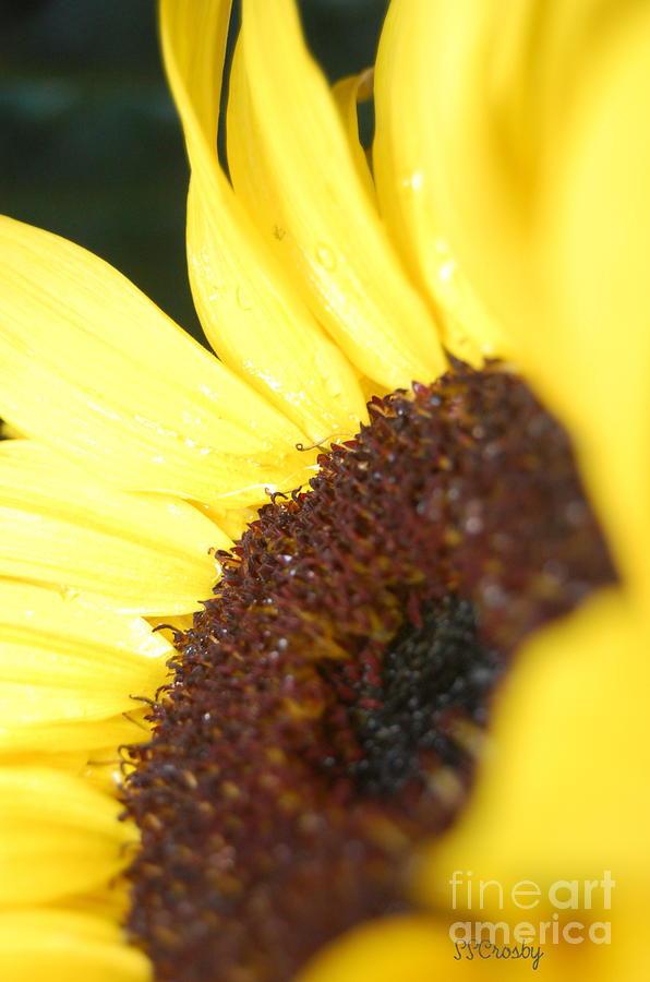 Sunflower Photograph by Susan Stevens Crosby