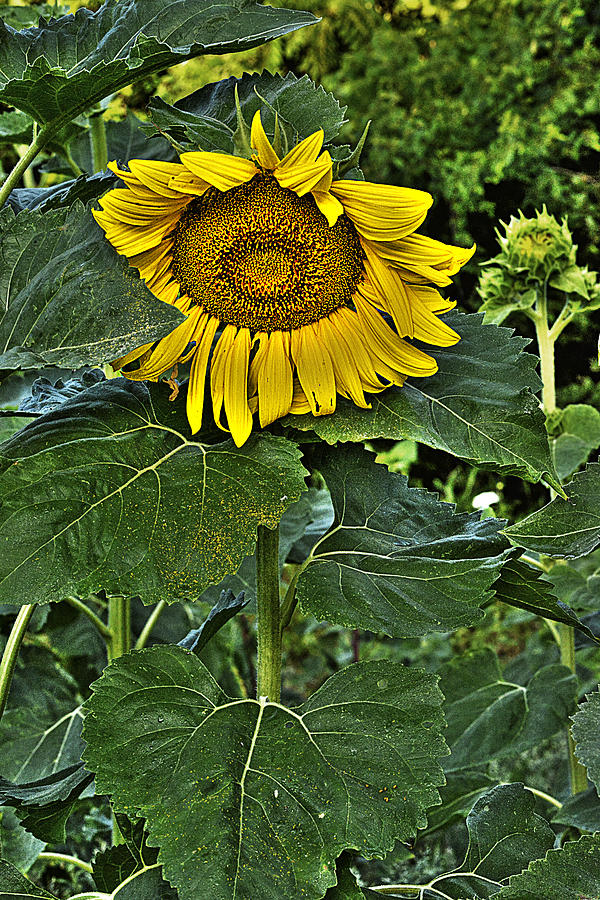 Sunflower Sutra Photograph by William Fields