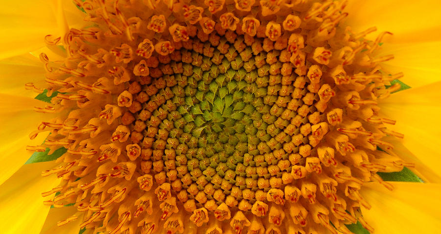 Sunflower Swirl Photograph by Stacy Michelle Smith