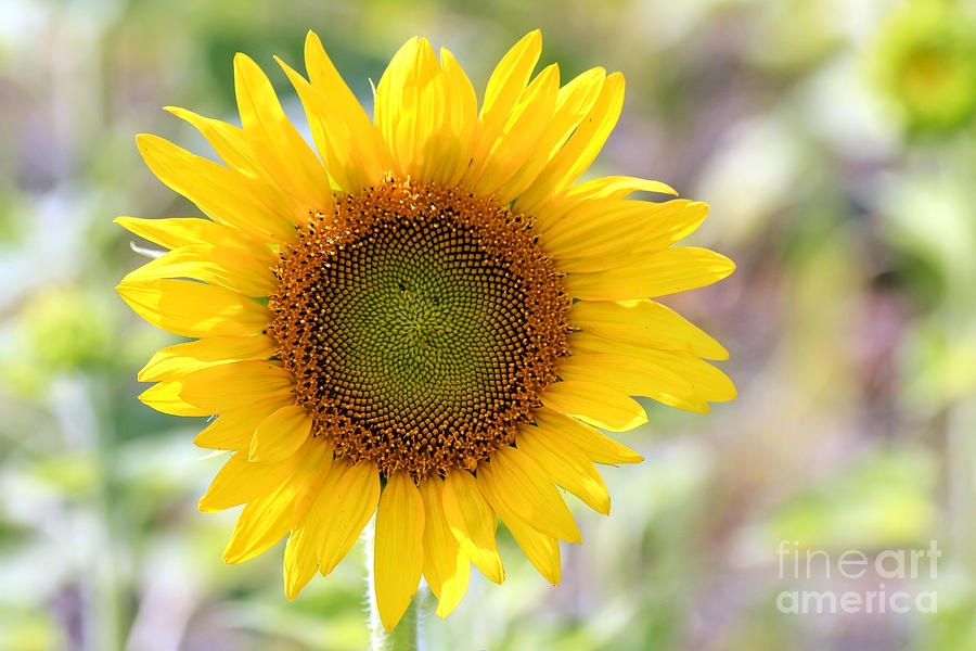 Sunflower Photograph by Teresa Zieba