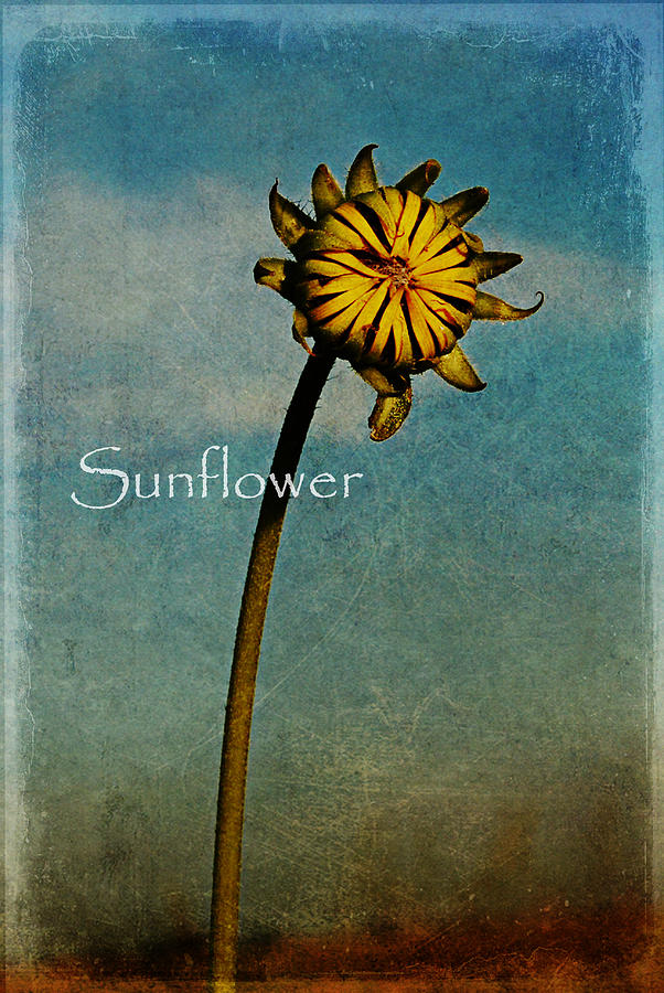 Sunflower text Digital Art by Melany Sarafis