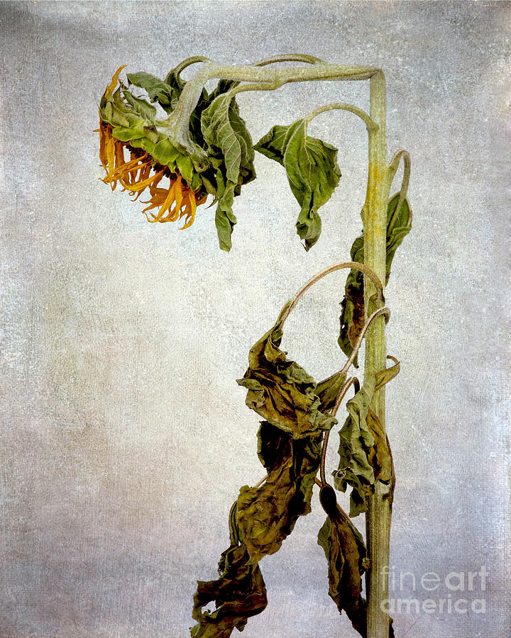Flower Photograph - Sunflower textured by Bernard Jaubert