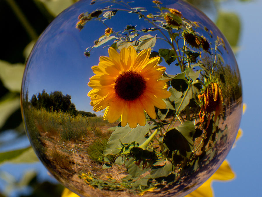 Sunflower Through A Glass Eye Photograph by Robert Woodward