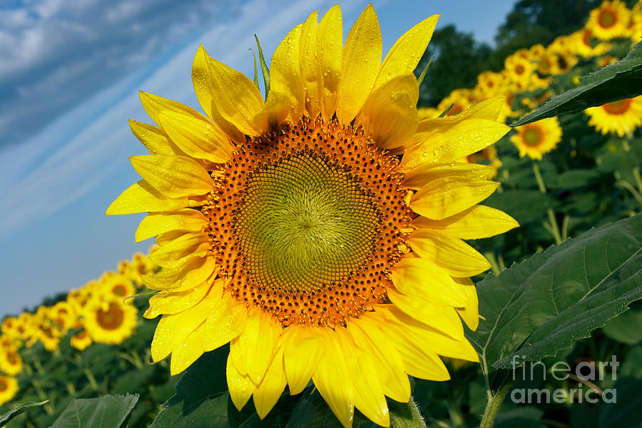 Sunflower Tilt Photograph by Susan Isakson - Fine Art America