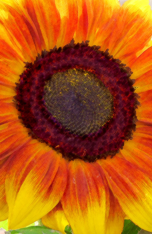 Sunflower Digital Art by Timothy Bulone