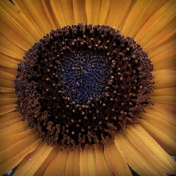 Sunflower Photograph - Sunflower by Tina Marie