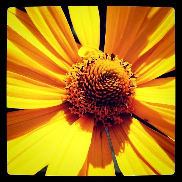 Sunflower Photograph - Sunflower by Tony Yu