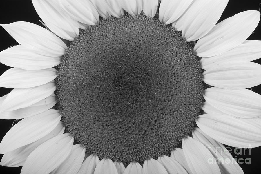 Sunflower Trance Photograph by James BO Insogna