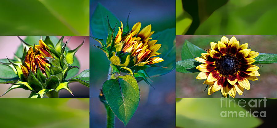 Sunflower Trilogy Photograph by Gwyn Newcombe
