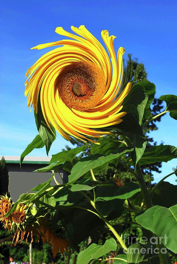 Sunflower Twirl Photograph by Bill Thomson