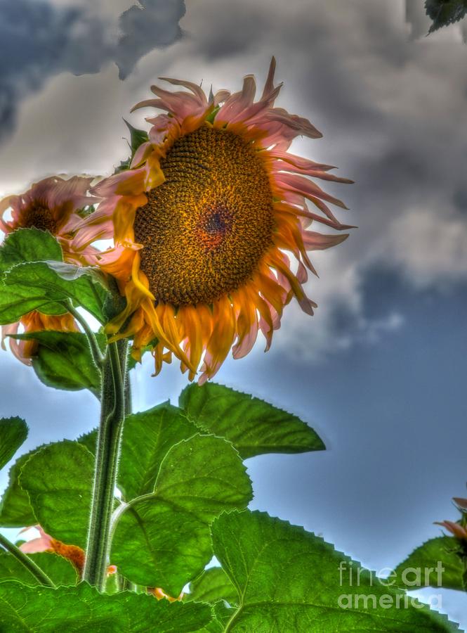 Sunflower Photograph - Sunflower Two by Alfredo Rodriguez