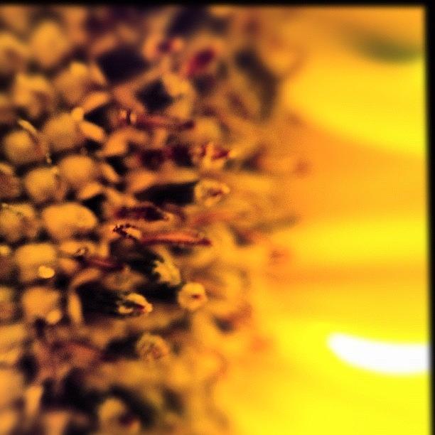Sunflower Photograph - Sunflower Up Close And Personal by Molly Slater Jones