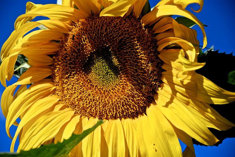 Sunflower Up Close Photograph by Eric Tressler