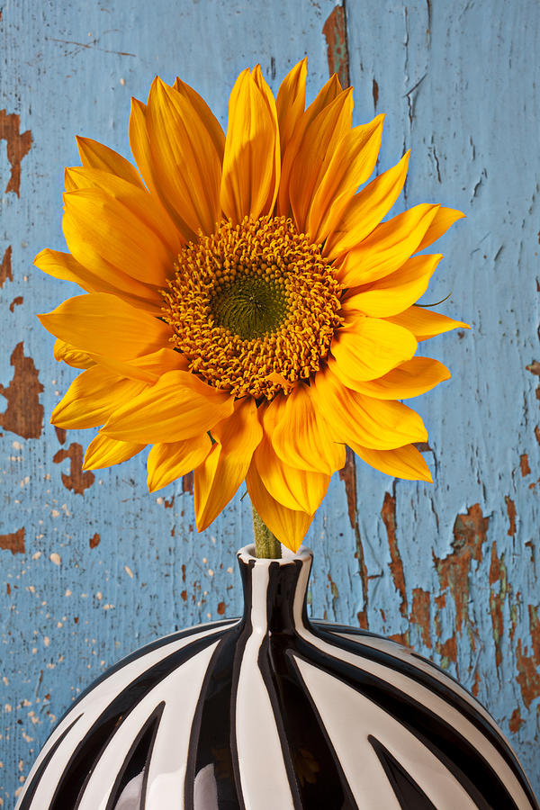 Sunflower Photograph - Sunflower vase by Garry Gay