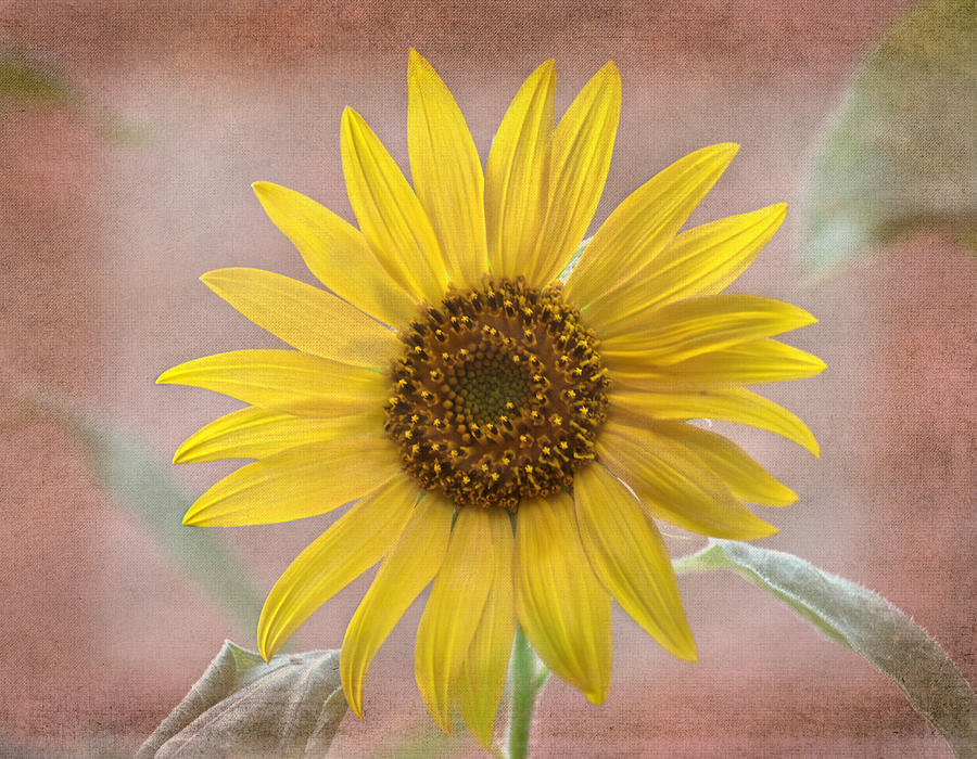 Sunflower Photograph - Sunflower Warmth by Sandi OReilly