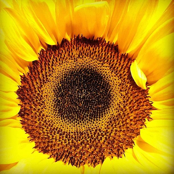 Flowers Still Life Photograph - Sunflower #webstagram #bestoftheday by Tanya Sperling