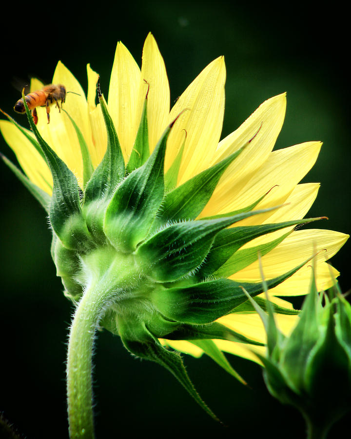 Sunflower with Bee Photograph by Lynne Jenkins