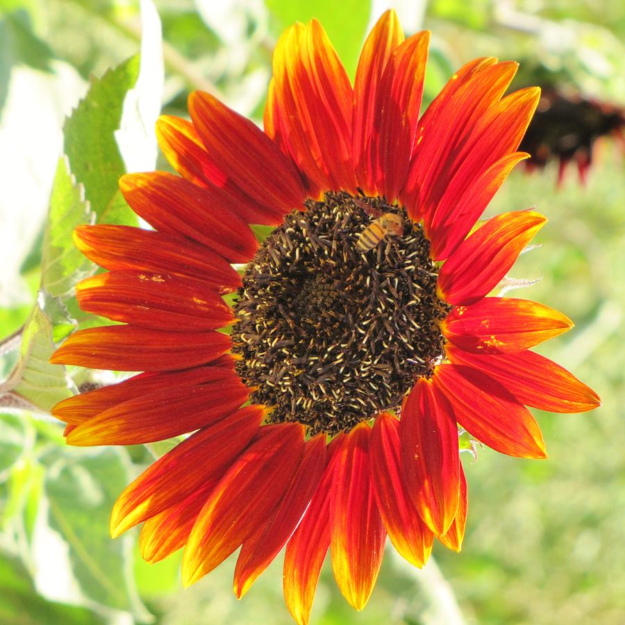 Sunflower Photograph - Sunflower with Bee by Life Inspired Art and Decor