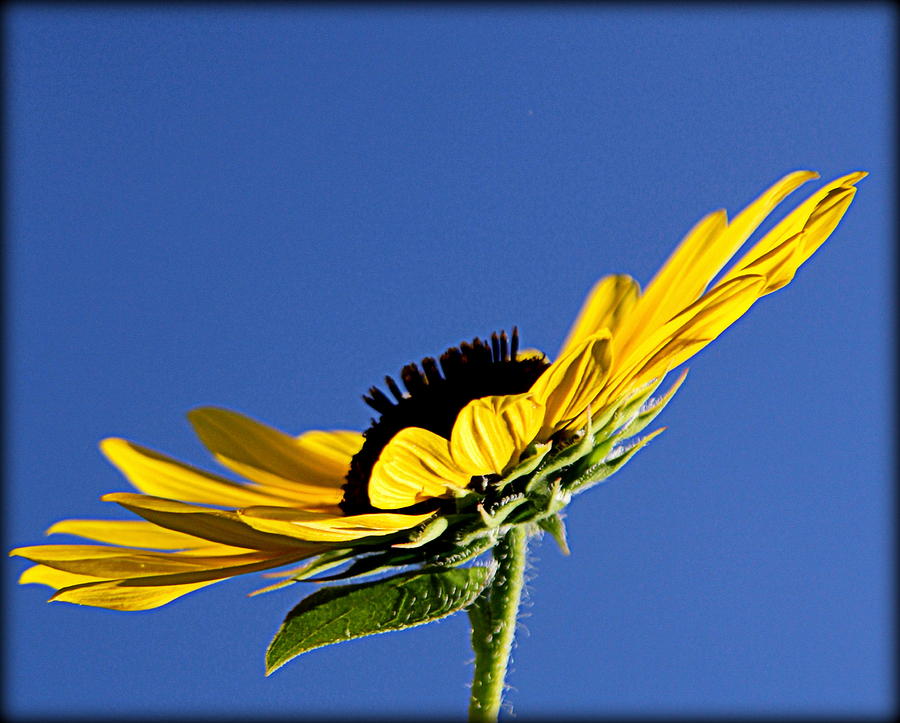 Sunflower with Blue Background - II Photograph by Tam Graff | Fine Art