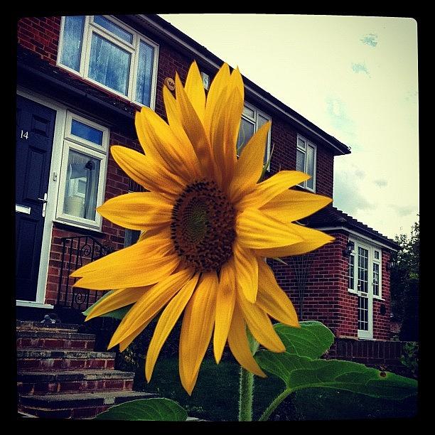 Sunflower With House In The Background ! Photograph by Jyothi Joshi