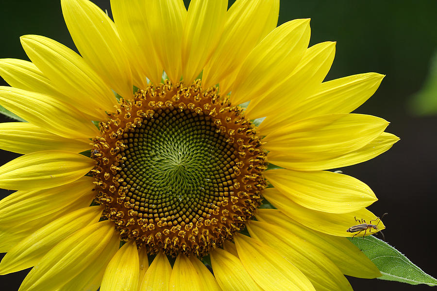 Sunflower With Insect Photograph by Daniel Reed