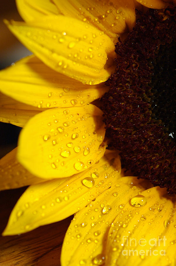 Sunflower with water drops 1 Photograph by Micah May