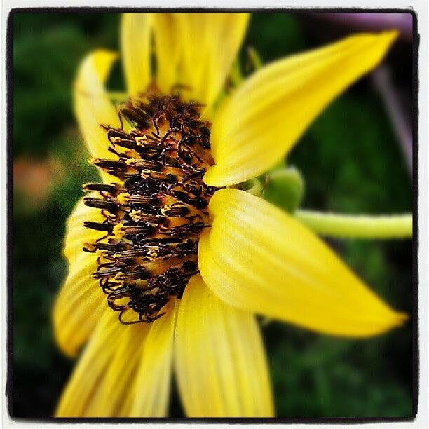 Sunflower Photograph - #sunflower #yellow #flower #garden by Dave Moore