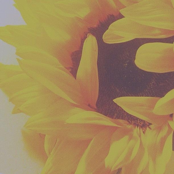 Sunflower Photograph - #sunflower #yellow #flower by Simone Gruber