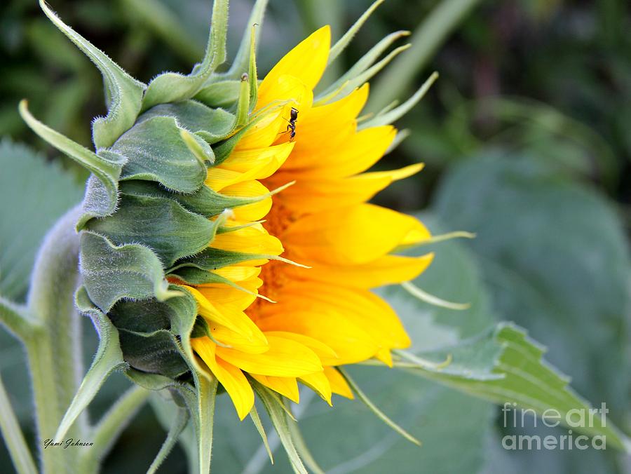 Sunflower Photograph by Yumi Johnson