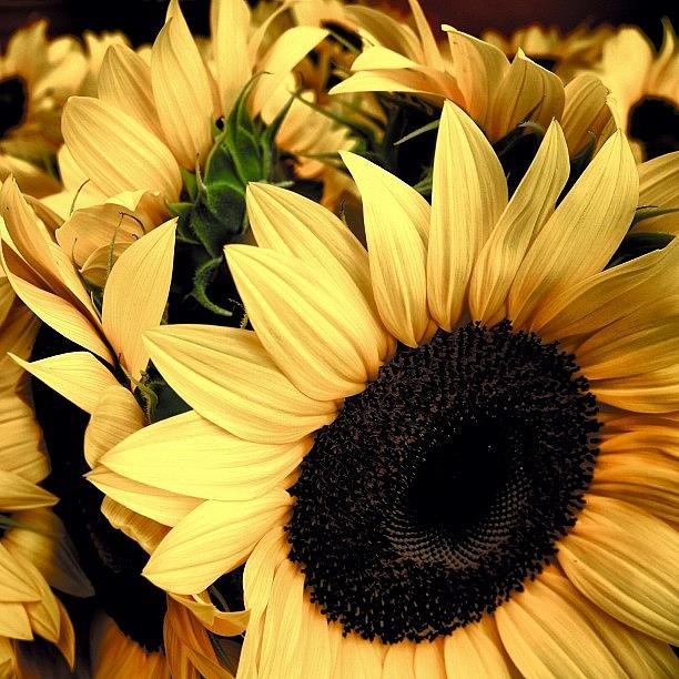 Instagrammer Photograph - Sunflowers - Fl by Joel Lopez