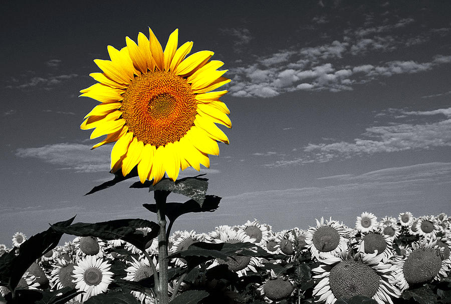 Sunflowers 1 Photograph by Sumit Mehndiratta - Fine Art America