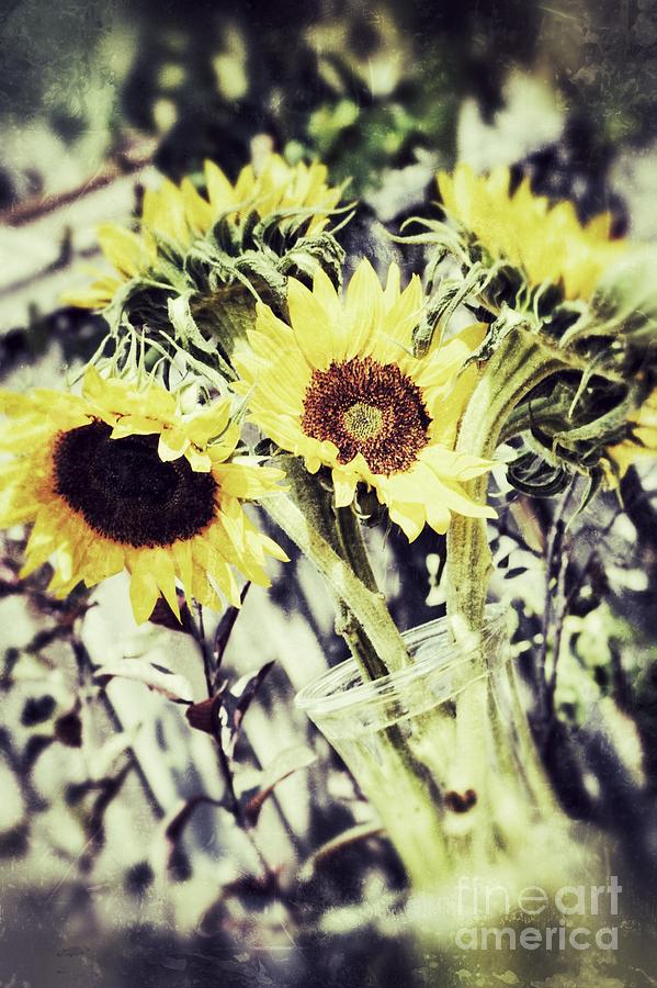 Sunflowers 2 Photograph by Traci Cottingham