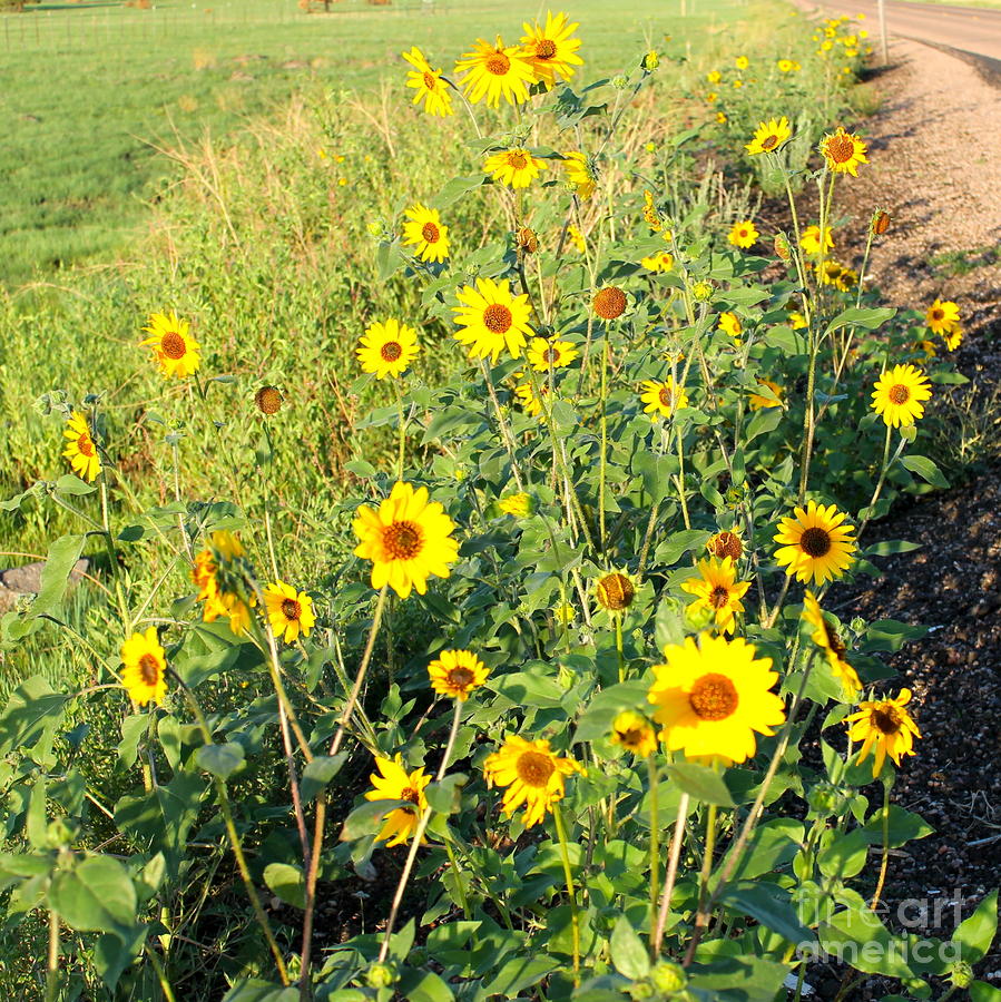 Sunflowers along Highway 260 Photograph by Pamela Walrath