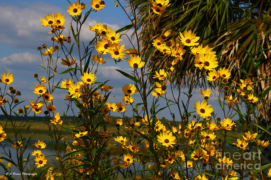 Yellow Flowers Photograph - Sunflowers along the estuary by Barbara Bowen