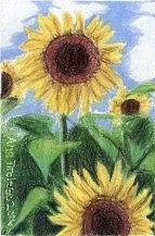 Sunflowers Drawing by Ana Tirolese