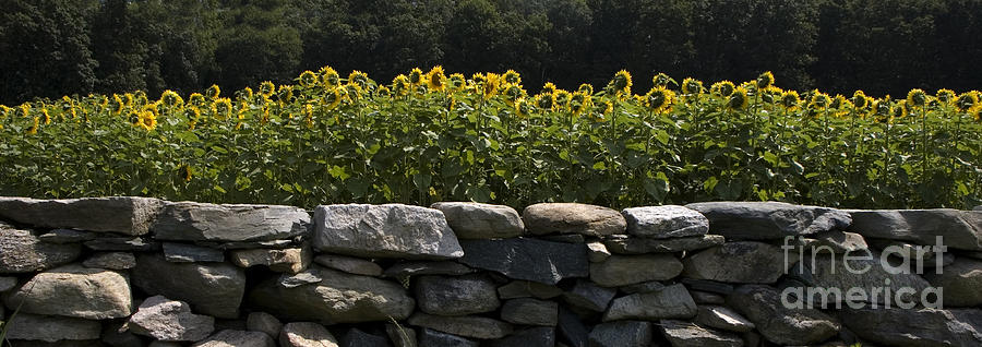 Sunflowers And Stone Wall Panoramic Photograph
