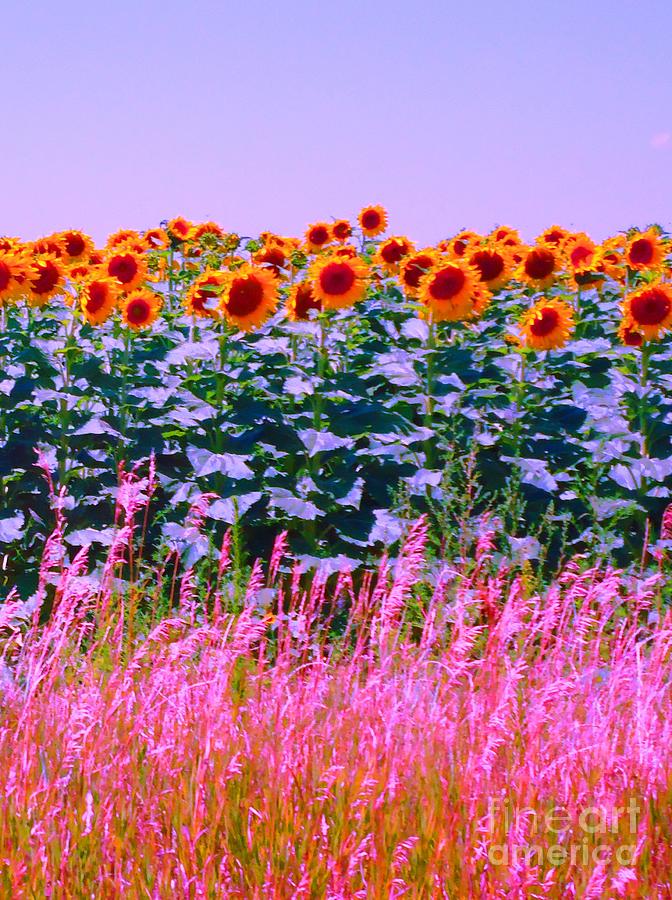 Sunflowers Photograph by Ann Johndro-Collins
