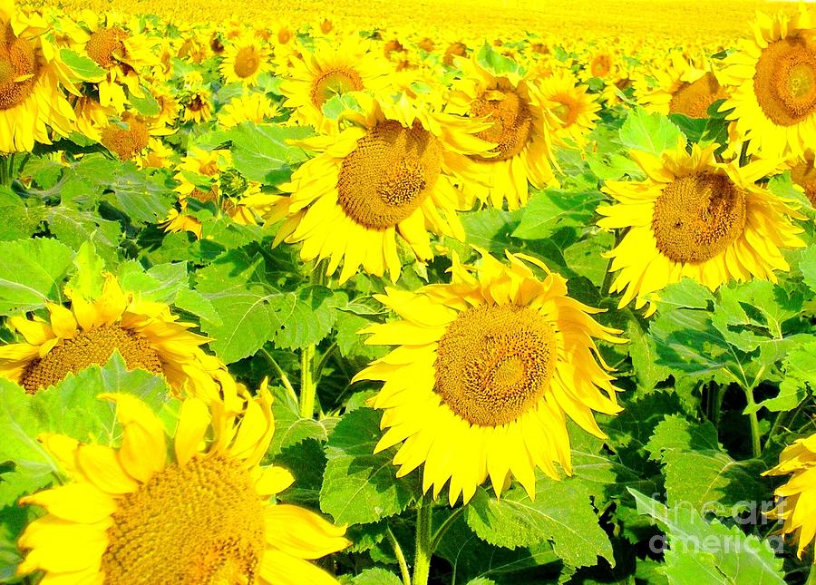 Sunflowers Anyone Photograph by Jayne Kerr 