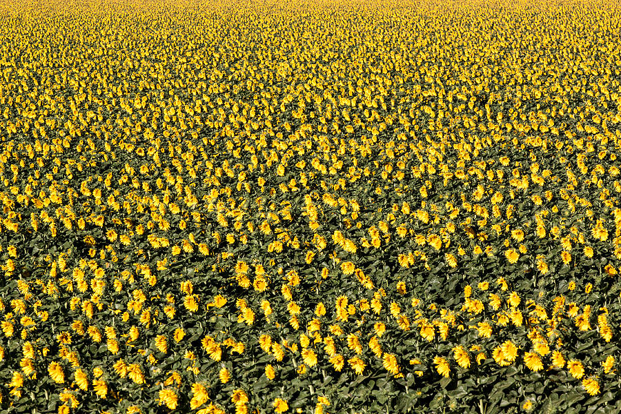 Agriculture Photograph - Sunflowers at Dawn by Chris Fullmer Agriculture Photograph - Sunflowers at Dawn by Chris Fullmer