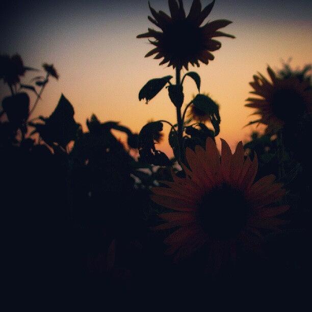 Sunflower Photograph - Sunflowers At Night by Joanna Boot