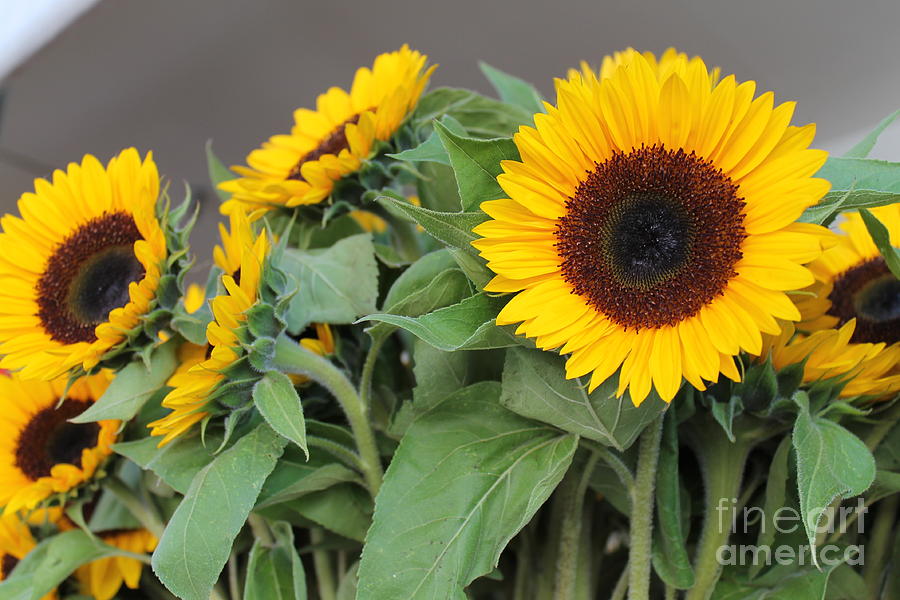 Sunflowers at Pikes Market Photograph by Pamela Walrath
