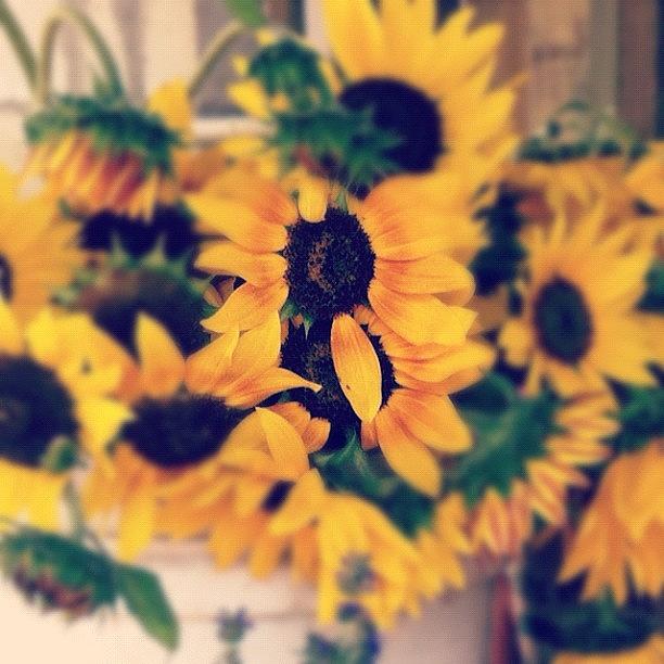 Sunflowers At The Farmers Market Photograph by Contra Whit