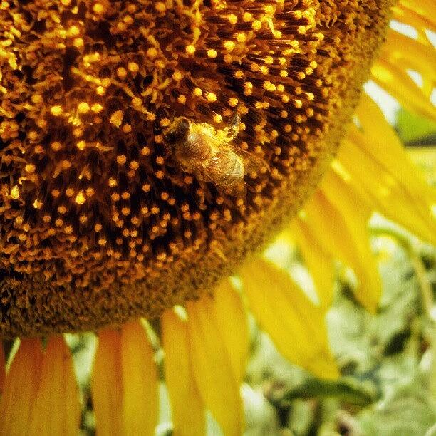 Cool Photograph - #sunflowers #bee #instahub by Taras Paholiuk