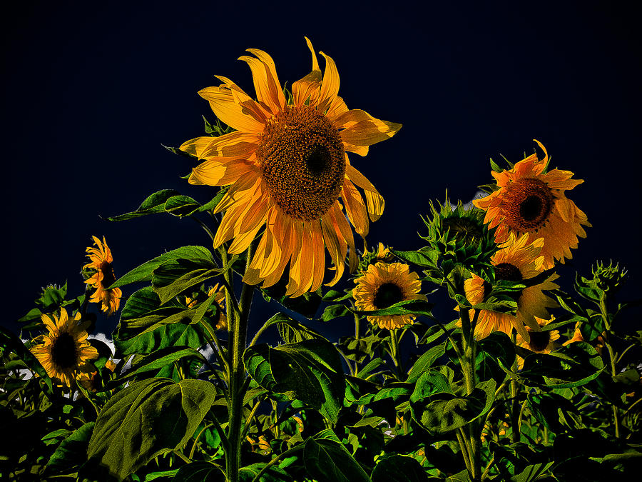 Sunflowers Black Background Photograph by Cindy Lindow