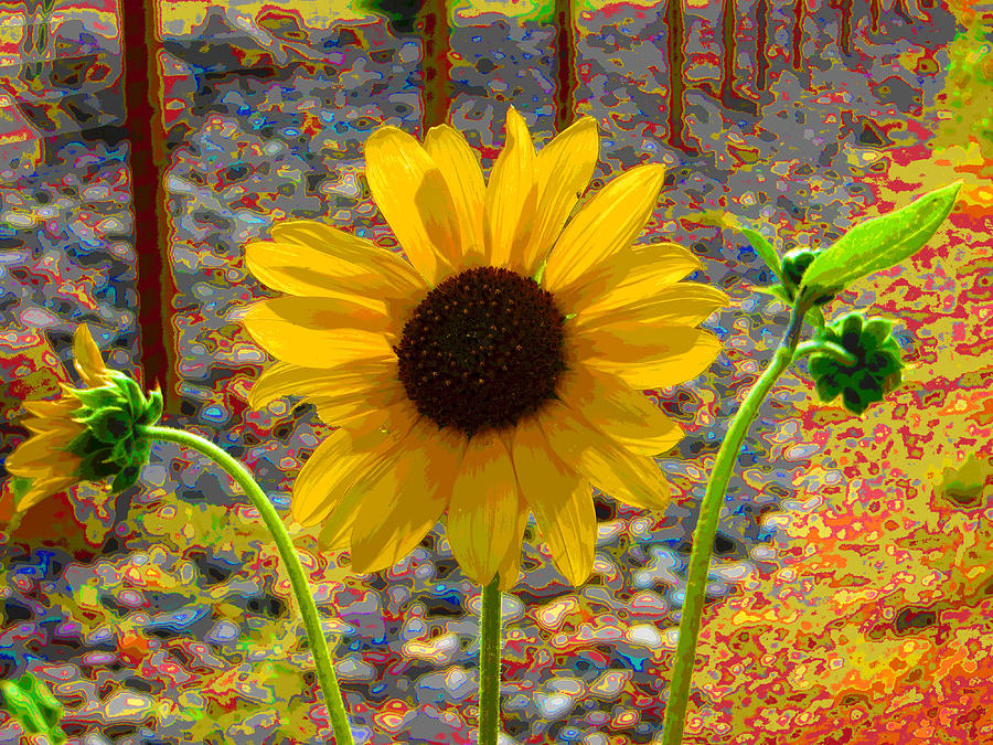 Sunflowers Celebration Photograph by Patricia Haynes