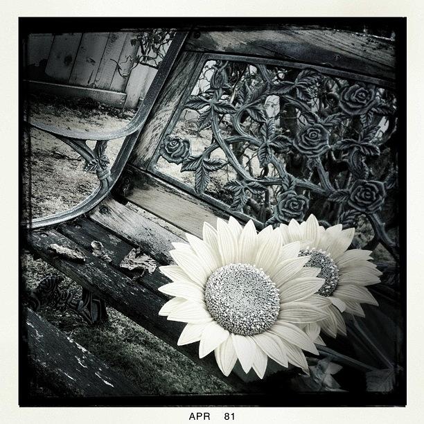 Sunflower Photograph - Sunflowers  by Chris Fabregas
