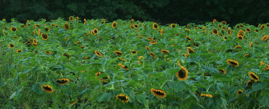 Sunflowers Photograph by Christopher J Kirby