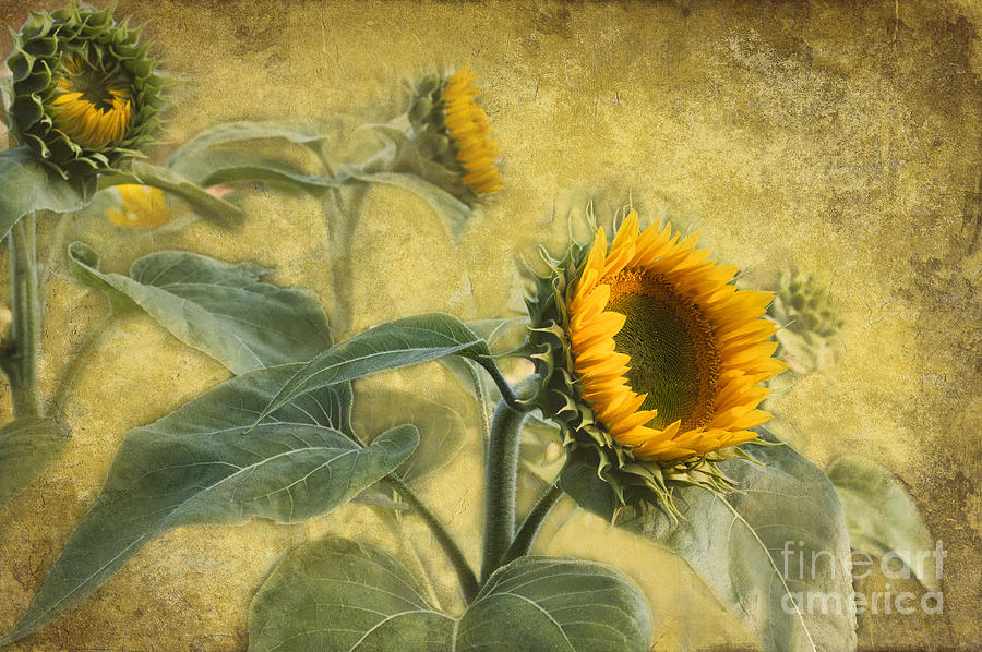 Sunflowers Photograph by David Arment